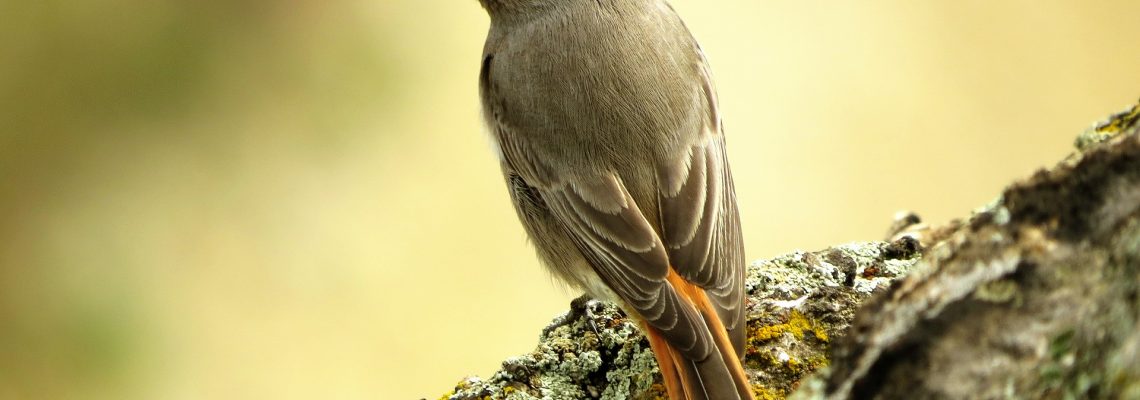 domek dla ptaków - kopciuszek na pniu