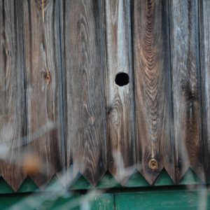 Naturalne miejsce gniazdowania jerzyków