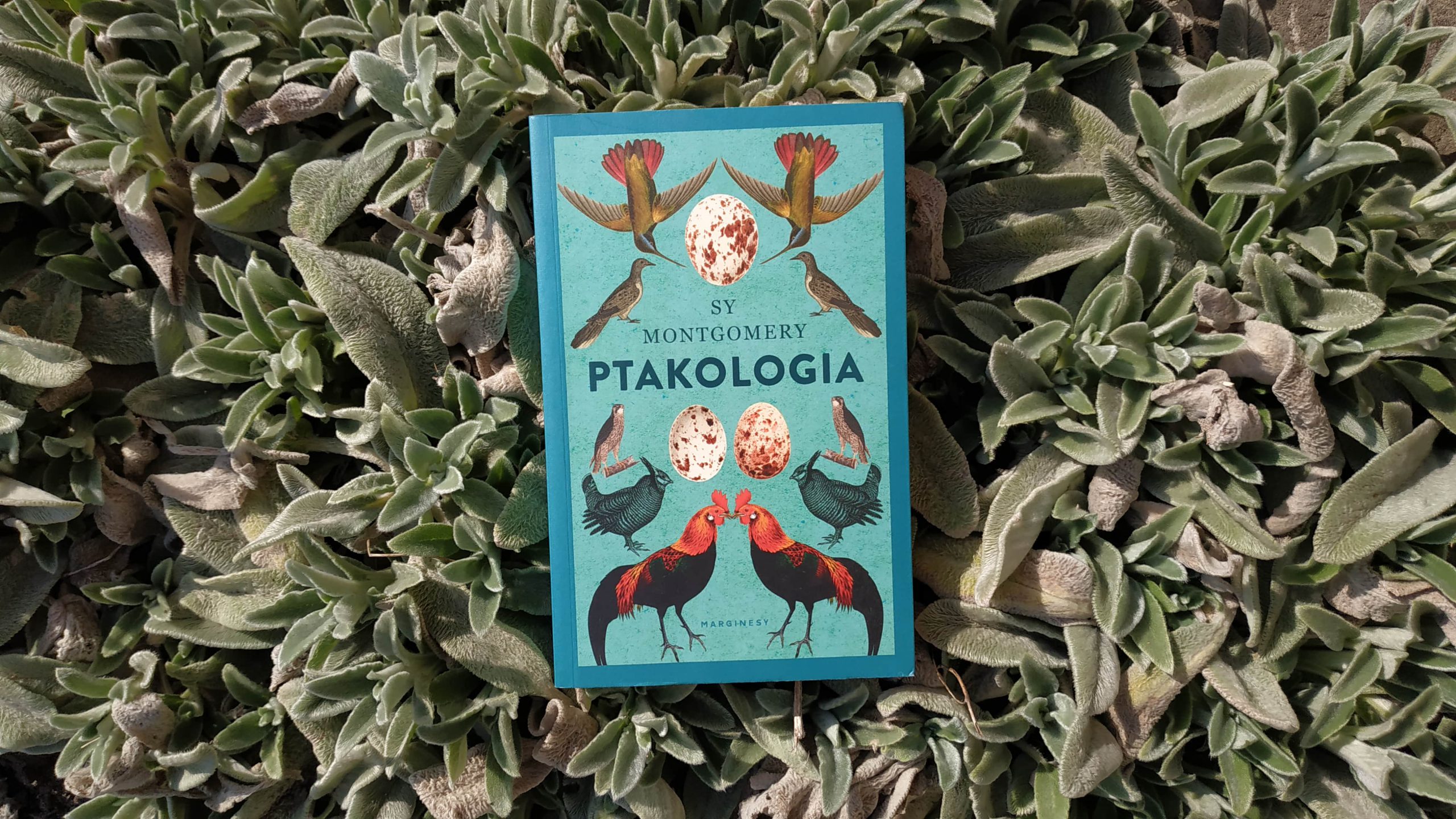 Sy Montgomery Ptakologia