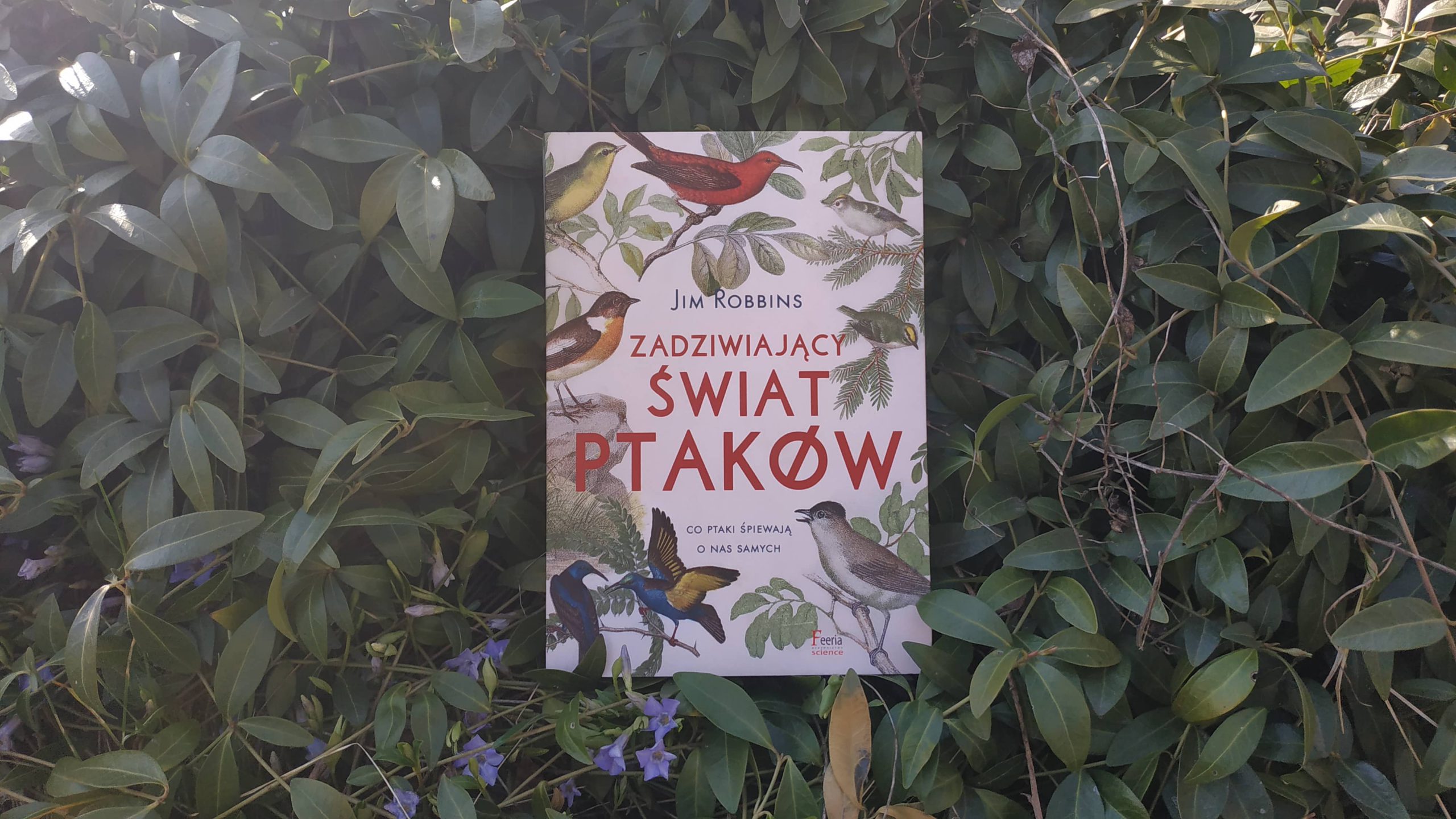 Zadziwiający świat ptaków